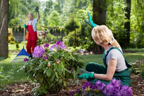 Professional tree pruning work in an urban garden